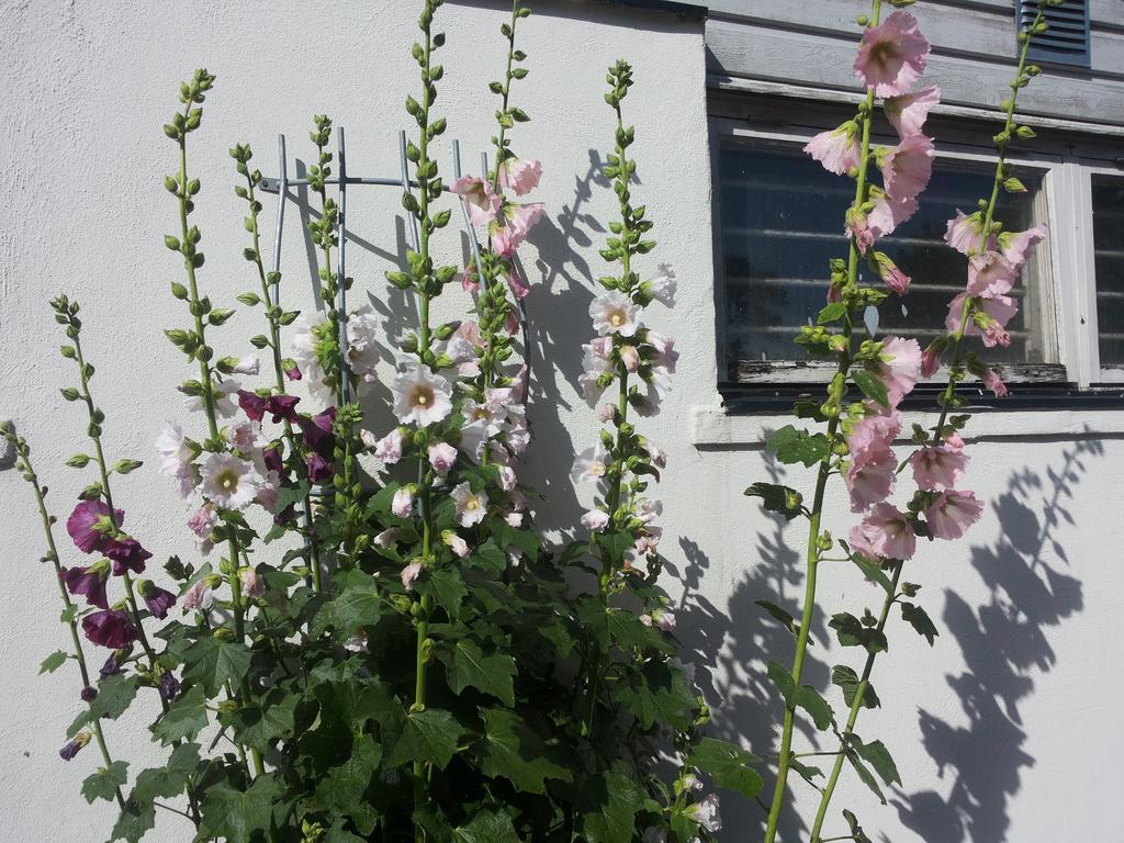 Laegenhet Lillisgarden ξενώνας Vallåkra Εξωτερικό φωτογραφία